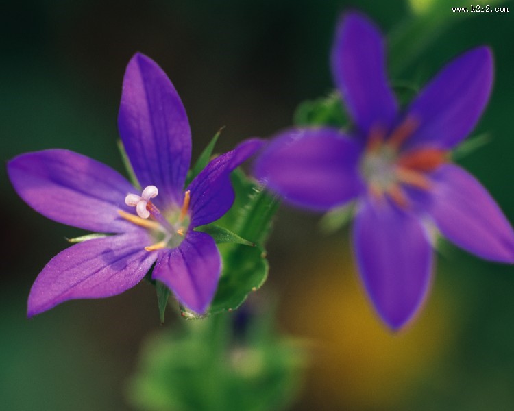 迷人的紫色野花图片