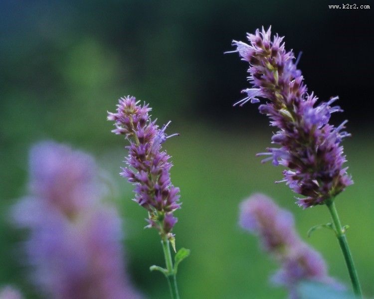 迷人的紫色野花图片