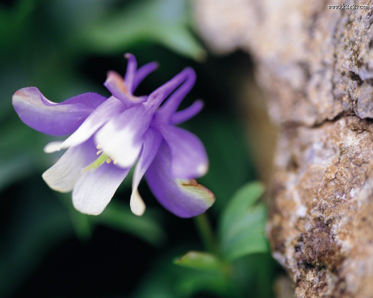 迷人的紫色野花图片
