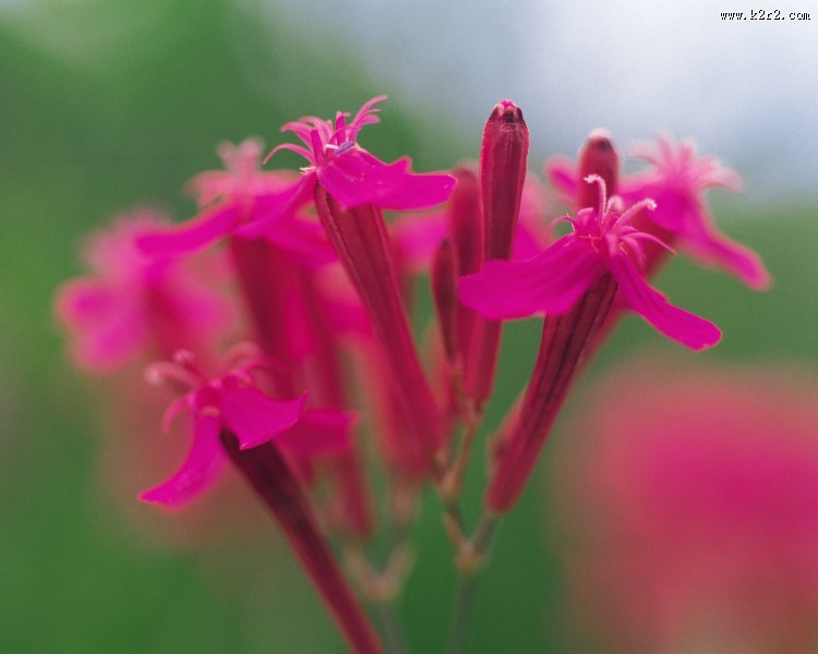 各种各样的野花特写图片大全