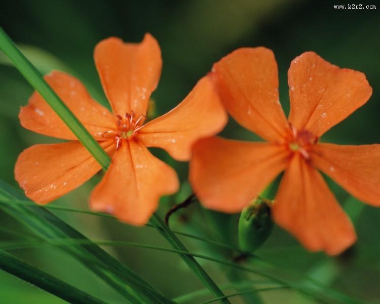 各种各样的野花特写图片大全