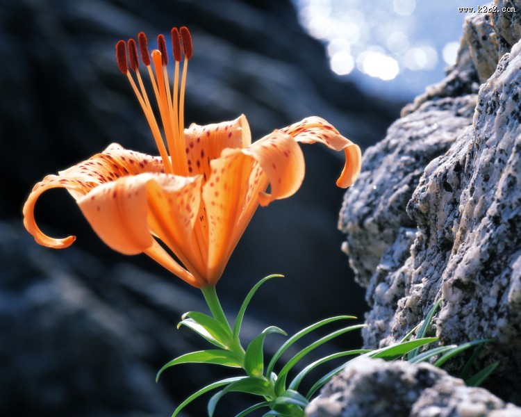各种各样的野花特写图片大全