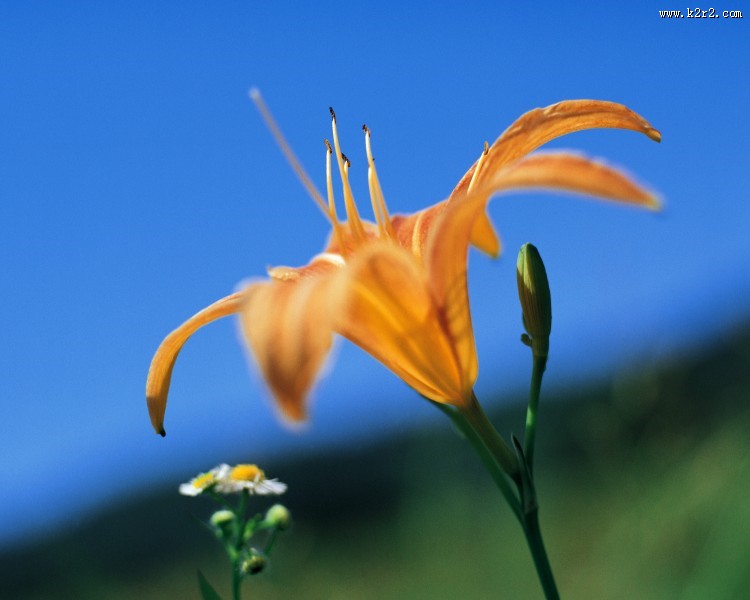 各种各样的野花特写图片大全