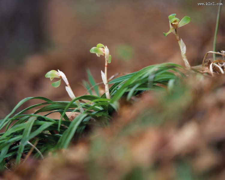 各种各样的野花特写图片大全