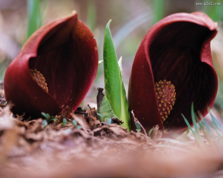 各种各样的野花特写图片大全