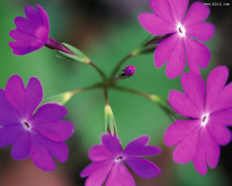 各种各样的野花特写图片大全
