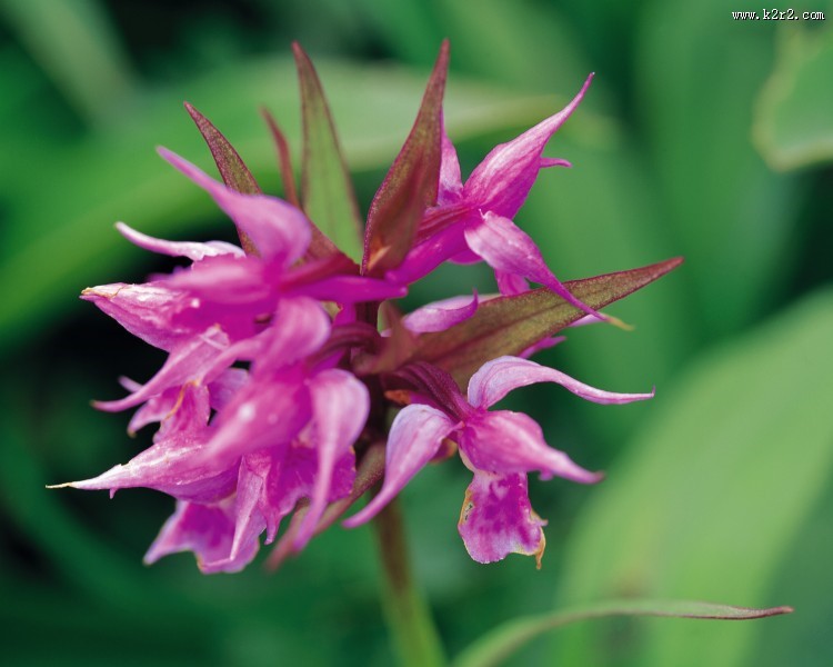 各种各样的野花特写图片大全