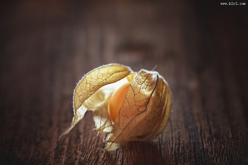 营养丰富的酸浆图片