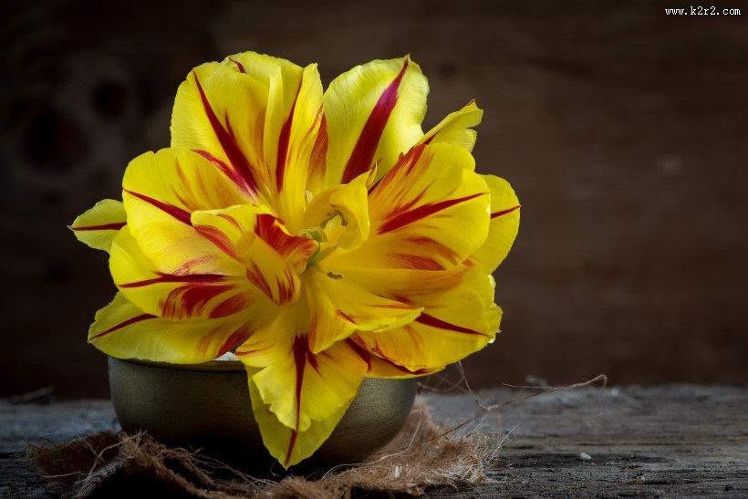 双色郁金香图片