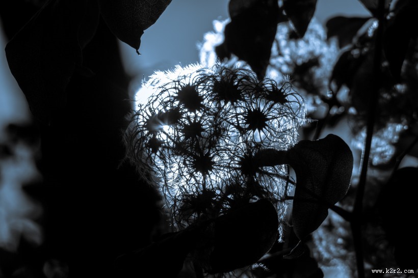 藤本花卉皇后之铁线莲图片