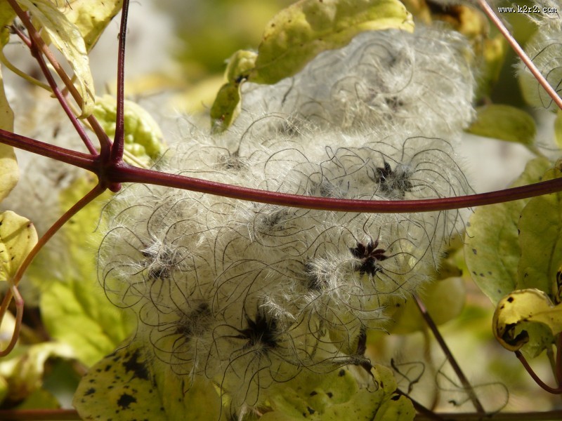 藤本花卉皇后之铁线莲图片