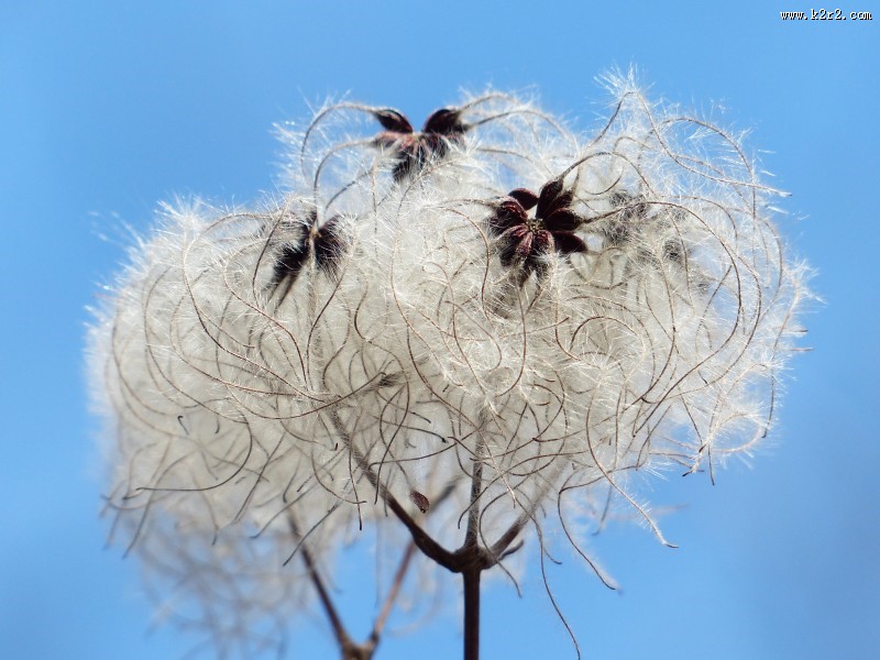 藤本花卉皇后之铁线莲图片