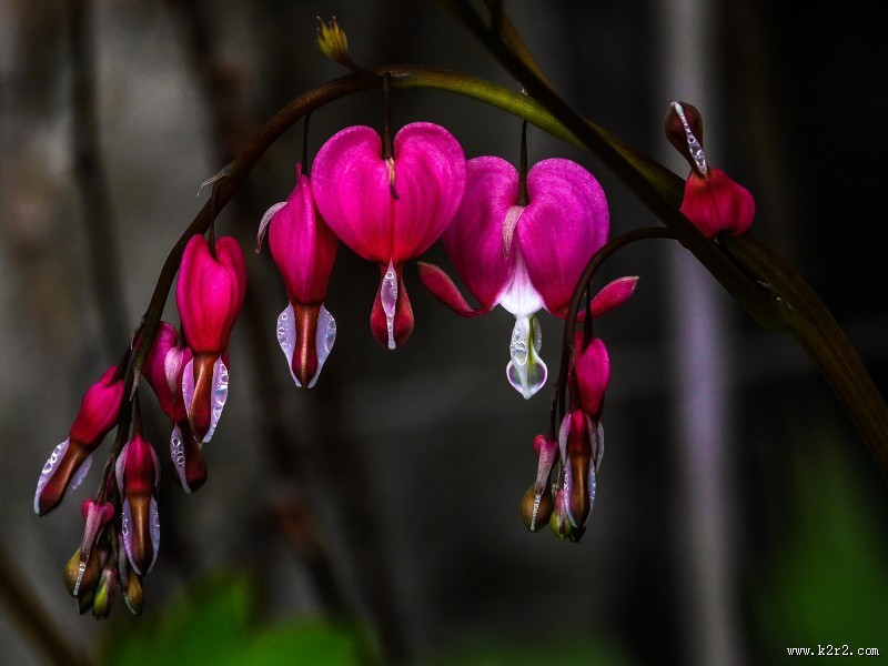 浪漫的荷包牡丹图片大全