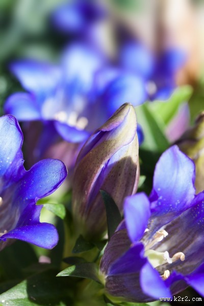 蓝紫色的龙胆花图片大全