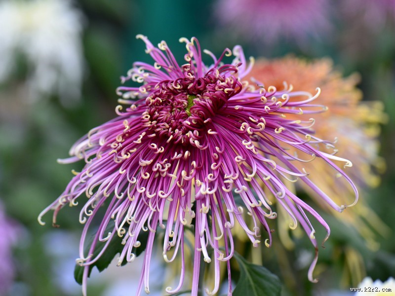 美艳菊花图片大全