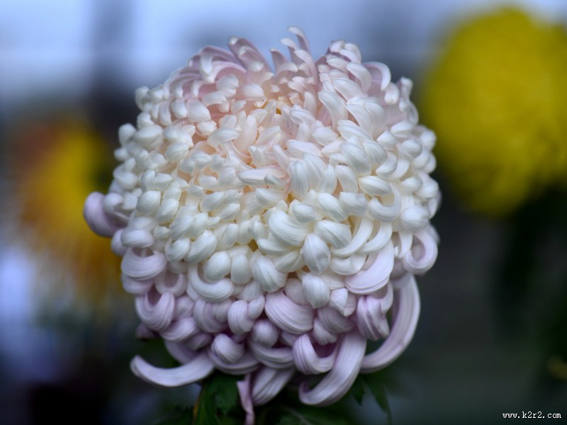 美艳菊花图片大全