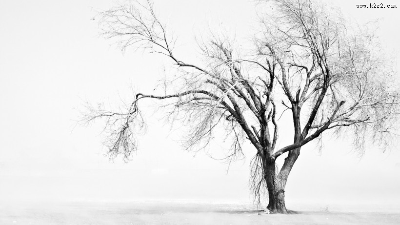 一棵孤单的树图片