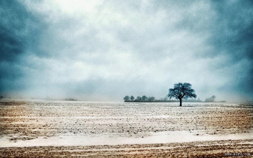 一棵孤单的树图片