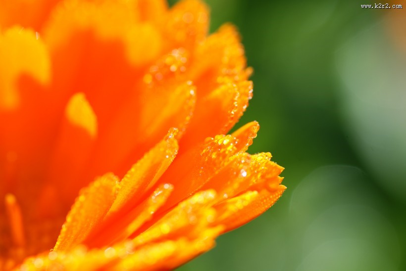 富含多种维生素的金盏花图片