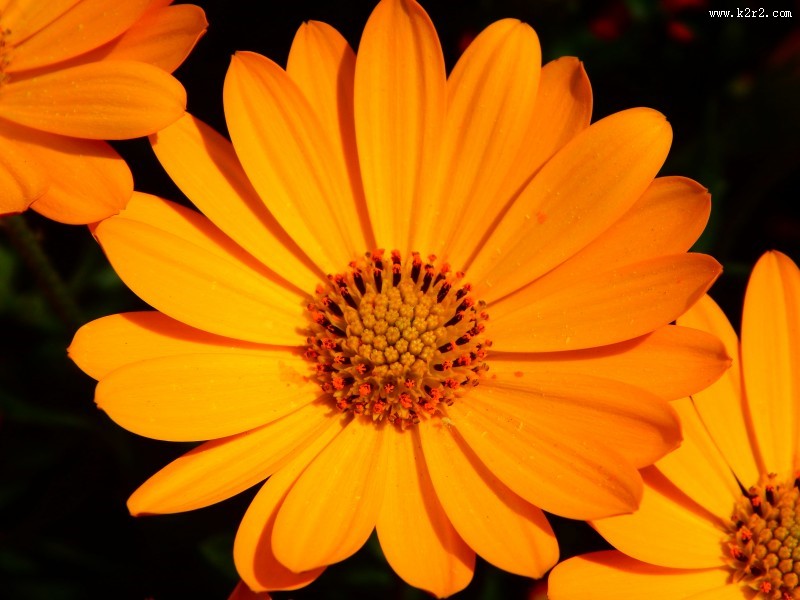 富含多种维生素的金盏花图片