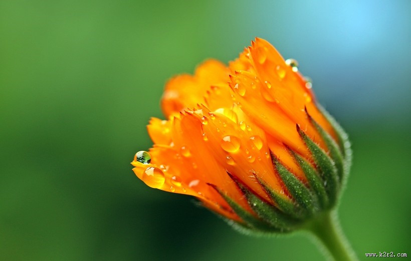 富含多种维生素的金盏花图片