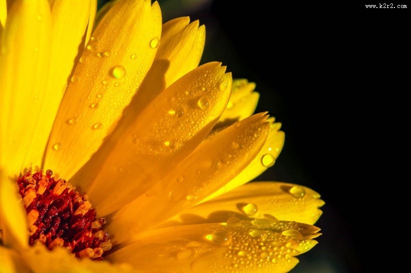 富含多种维生素的金盏花图片