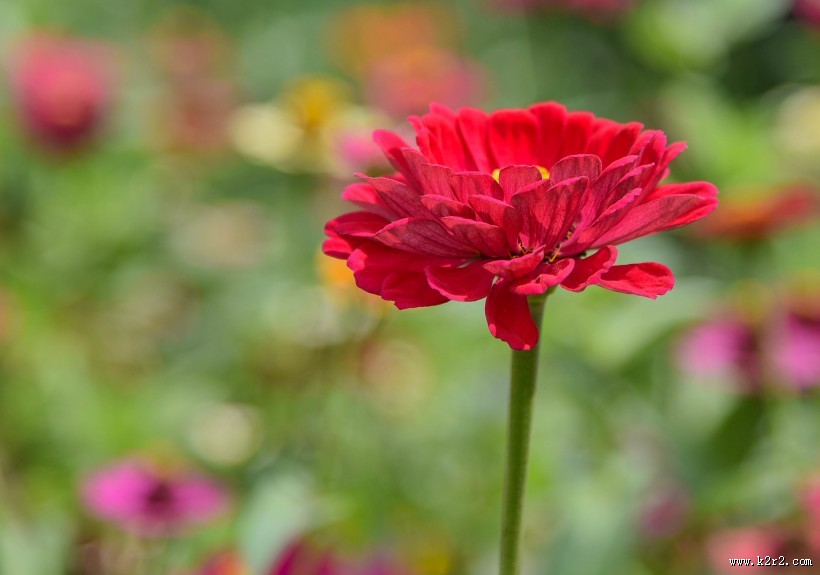 红色和紫色的万寿菊图片