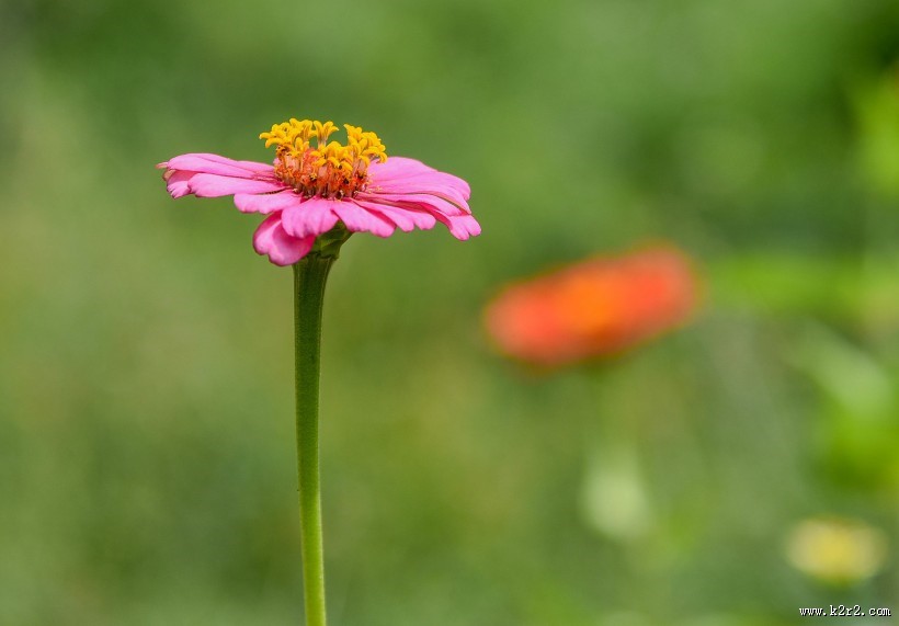 红色和紫色的万寿菊图片