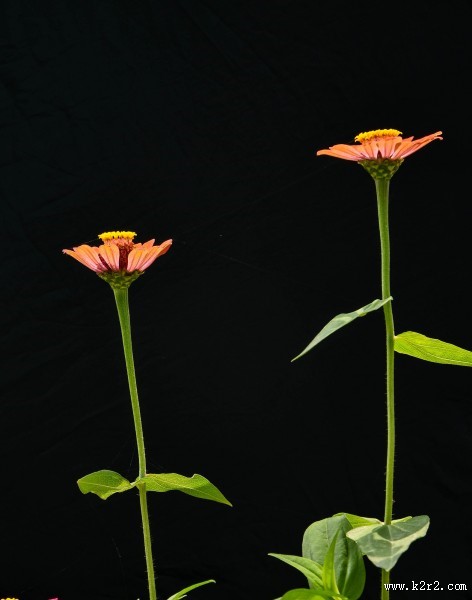 红色和紫色的万寿菊图片