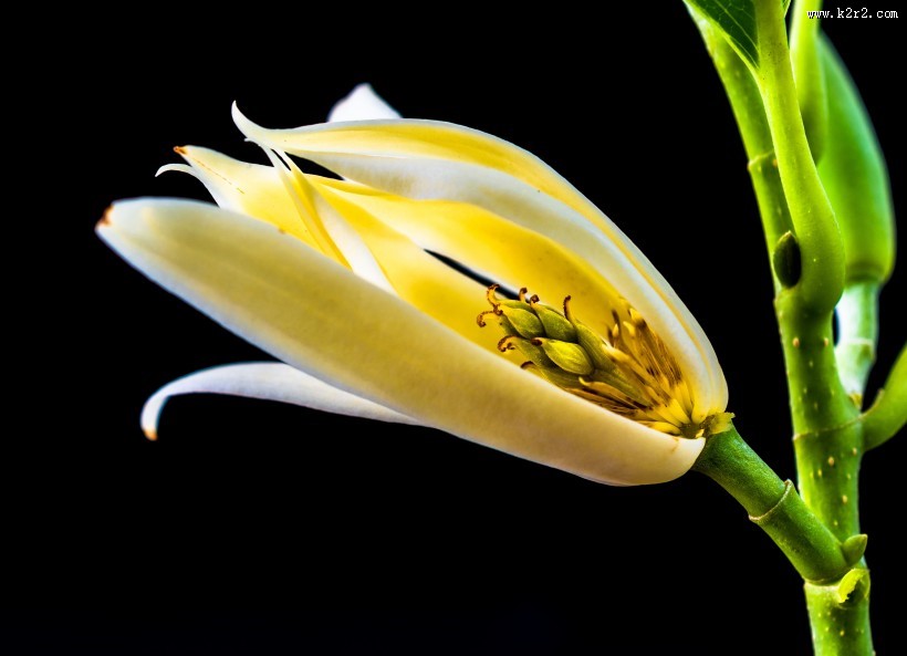 著名的观赏花卉黄兰图片大全