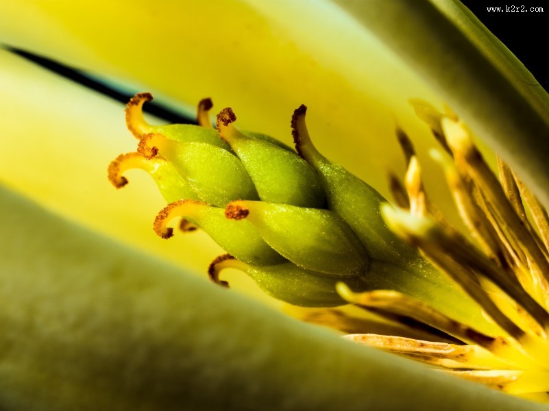 著名的观赏花卉黄兰图片大全