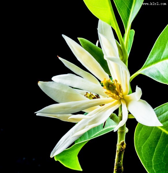 著名的观赏花卉黄兰图片大全