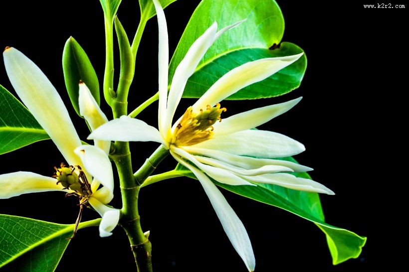 著名的观赏花卉黄兰图片大全