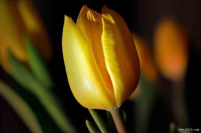 冠以世界花后为名的郁金香图片