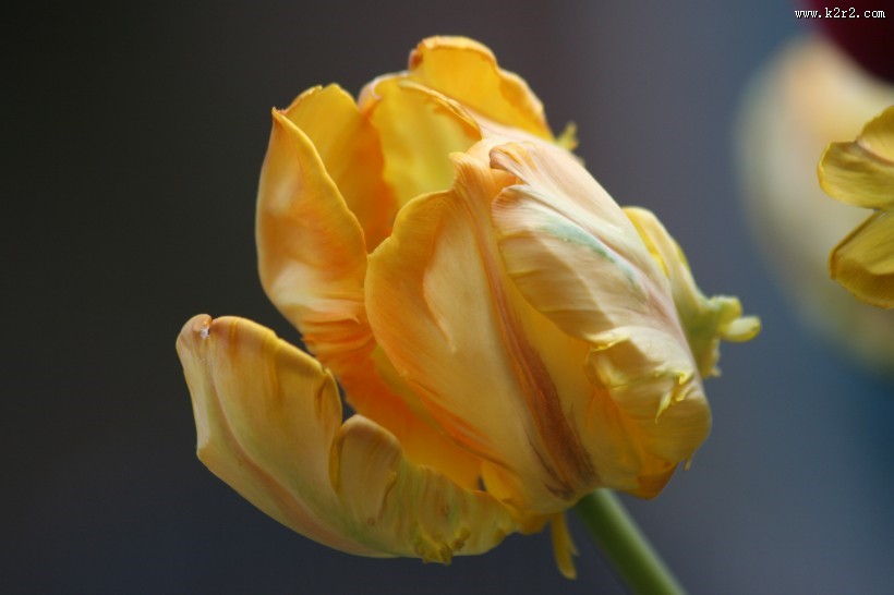 冠以世界花后为名的郁金香图片