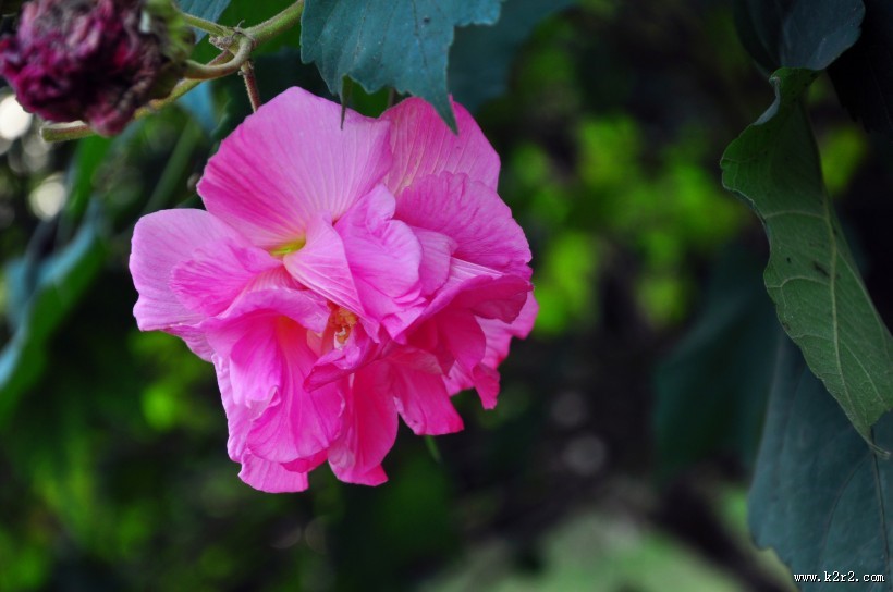 粉色木芙蓉图片