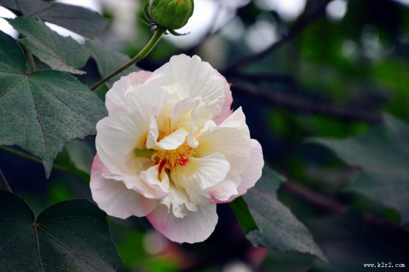 粉色木芙蓉图片