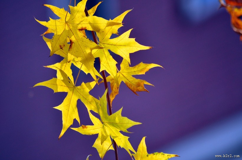 唯美秋日枫叶图片