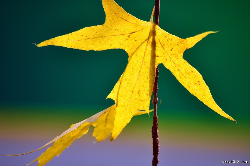 唯美秋日枫叶图片