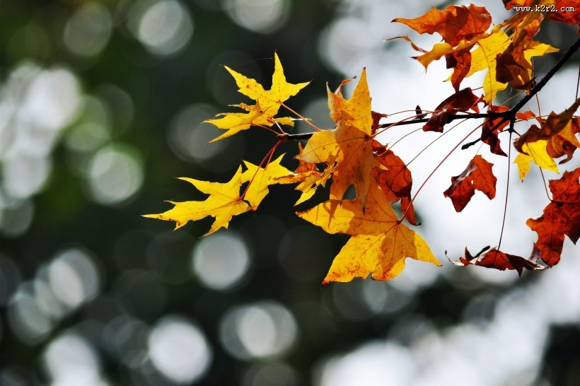 唯美秋日枫叶图片