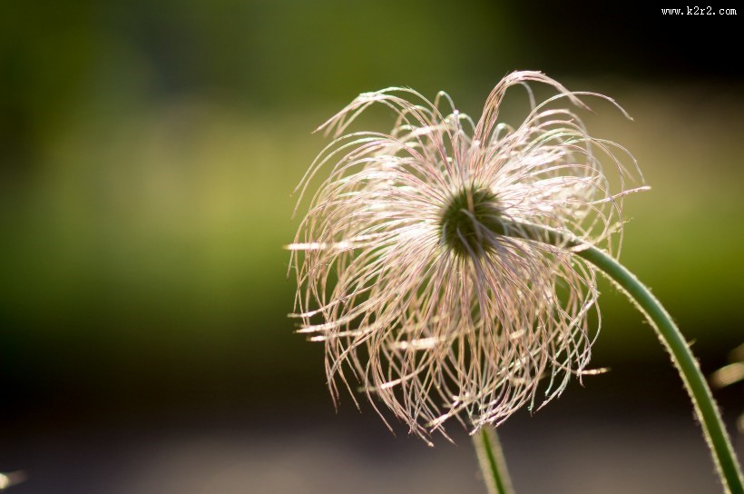 唯美植物白头翁图片大全
