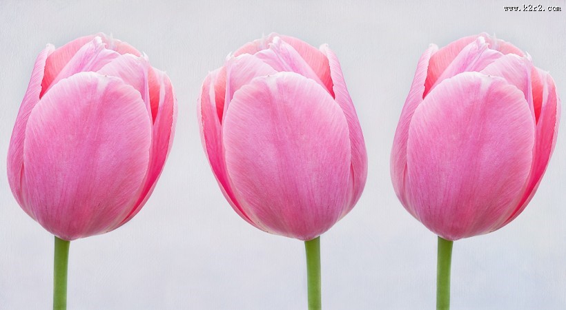 浅烟色郁金香图片