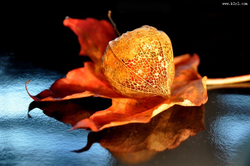 红彤彤的苦姑娘图片