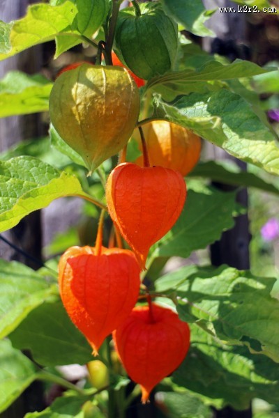 红彤彤的苦姑娘图片