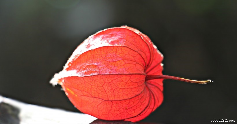 红彤彤的苦姑娘图片