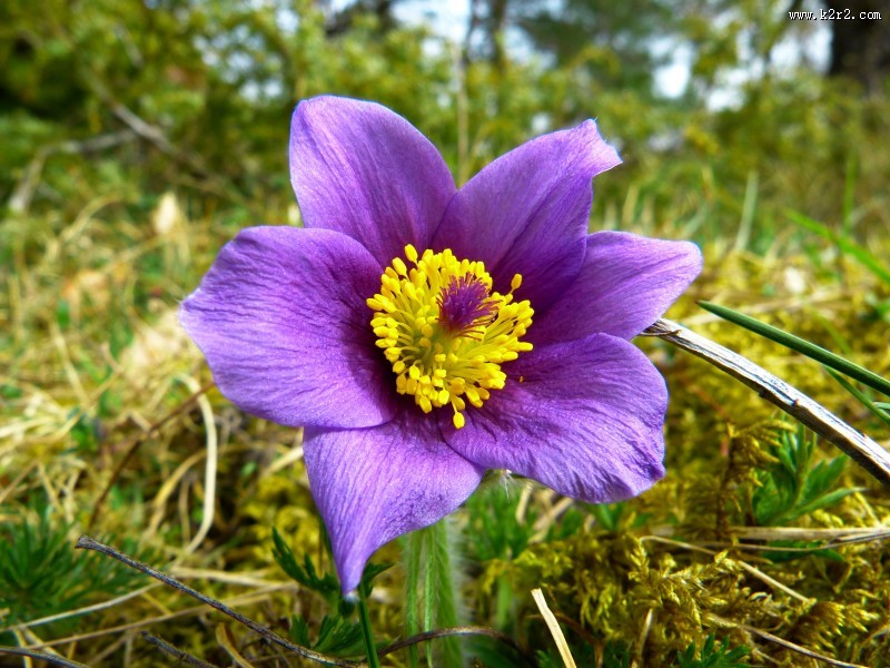 蓝紫色的奈何草图片大全