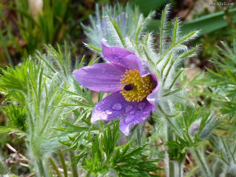 蓝紫色的奈何草图片大全