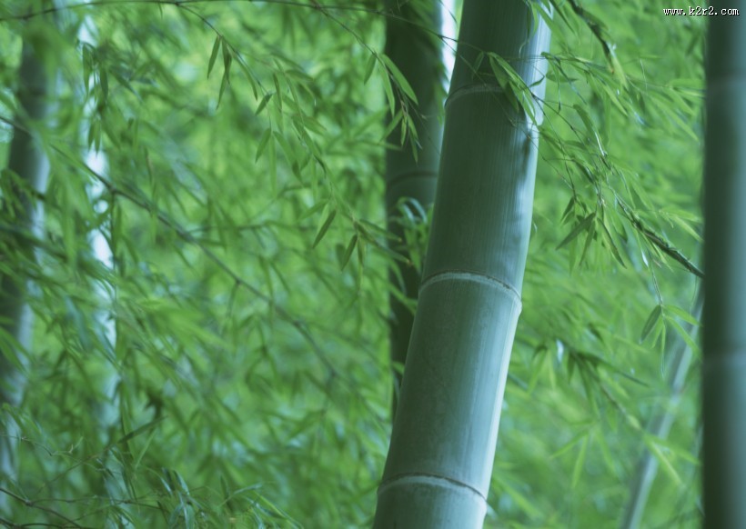 夏日的竹林图片
