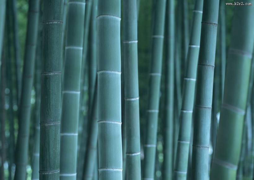 夏日的竹林图片