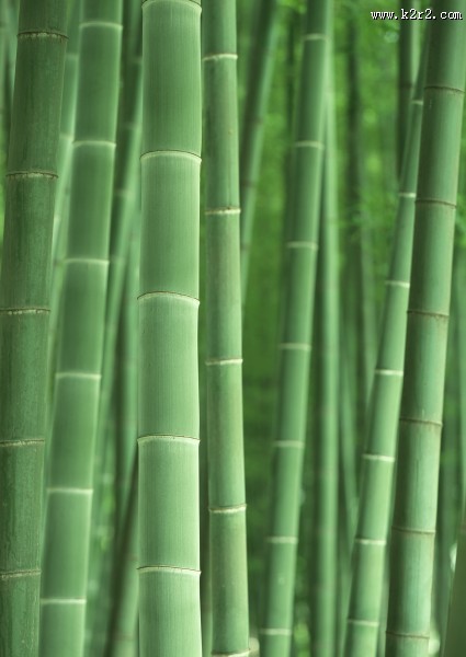 炎炎夏日里的一抹清凉竹林图片大全
